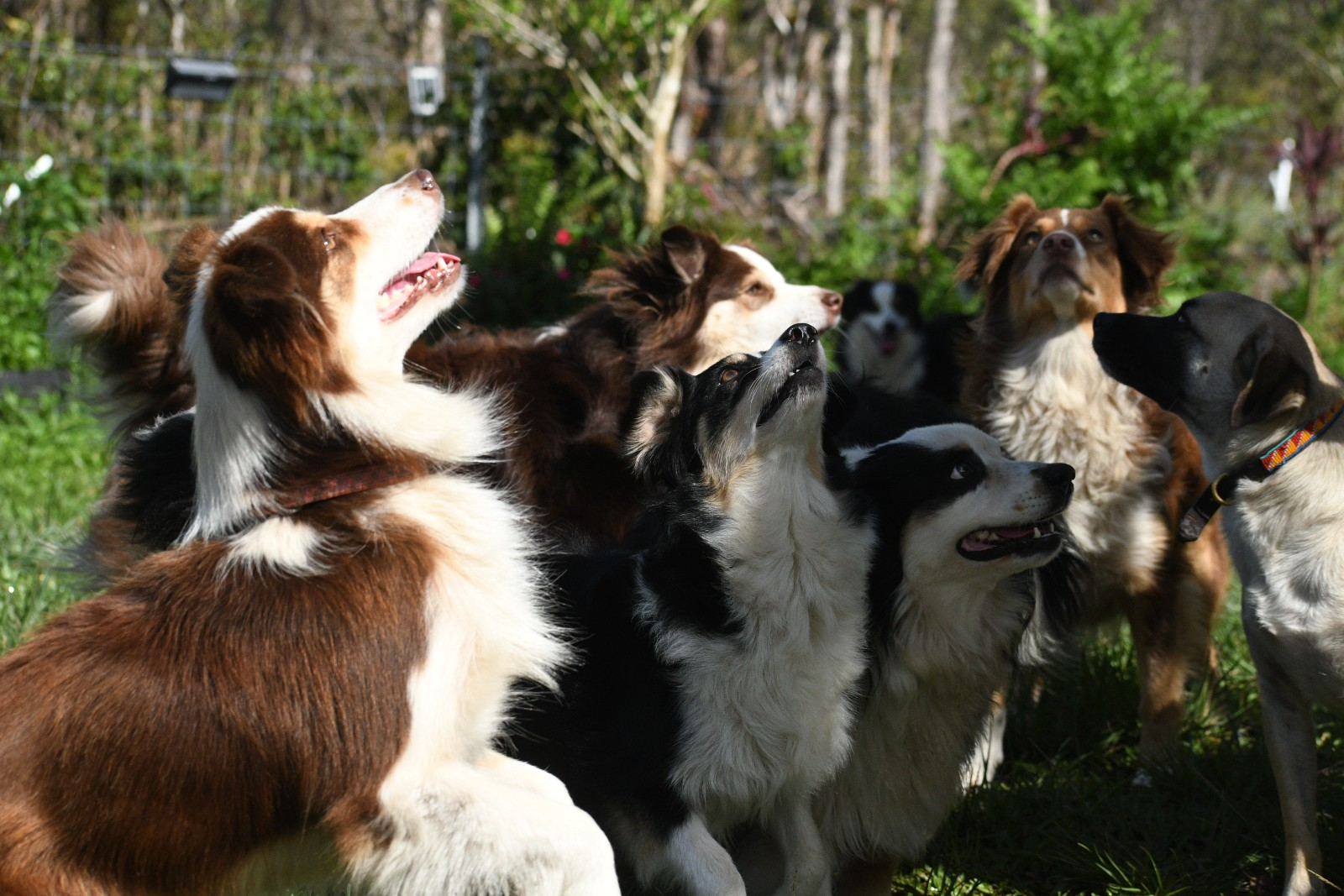 Australian Shepherd dogs being obedient in their training.
