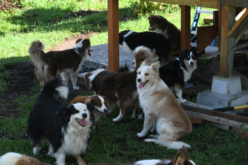Australian shepherd border collie await commands from their trainer.